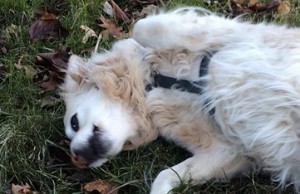 Marshall_Kirkpatrick_on_Instagram__“Sammy_helps_take_the_leaves”